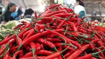 Harga Cabai Merah