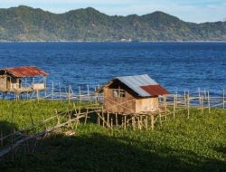 Warga Sinarancang Cirebon Manfaatkan Lahan di Dalam Waduk Setu Patok untuk Becocok Tanam