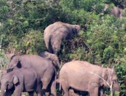 Kawanan Gajah Liar Obrak-Abrik Lahan Peremajaan Kelapa Sawit