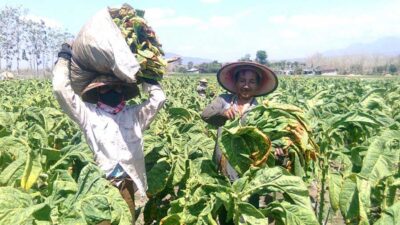 Pembuatan Lembutan Pelaku UMKM Dinilai Tak Kurangi Pasokan Tembakau ke Industri Rokok