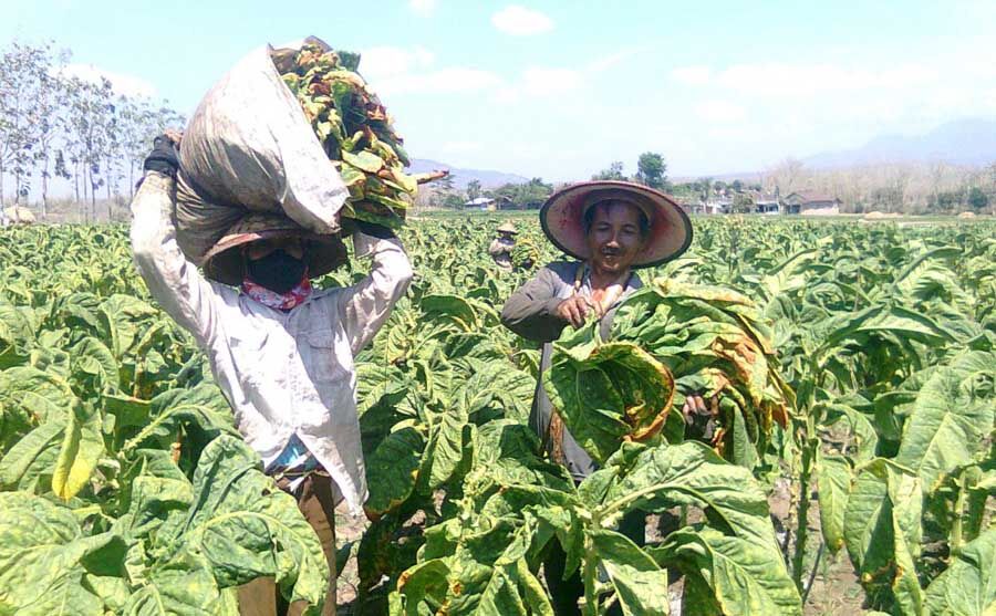 Petani Tembakau, Tembakau, Kalimantan Timur