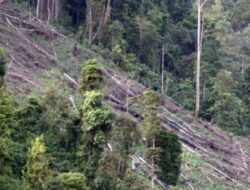 Jaringan Pembalakan Liar Hutan Sumbawa Berhasil Diungkap