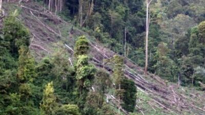 Lingkungan Hidup dan Kehutanan, Penebangan Pohon Secara Ilegal,Giam Siak Kecil