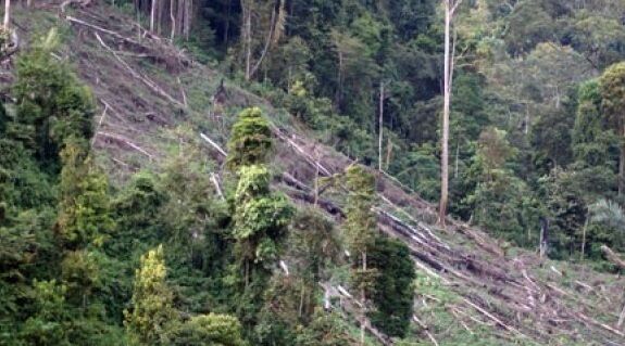 Lingkungan Hidup dan Kehutanan, Penebangan Pohon Secara Ilegal,Giam Siak Kecil