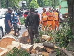 Pemkot Jakarta Timur Gencarkan Gunduli Pohon Antisipasi Tumbang saat Musim Hujan