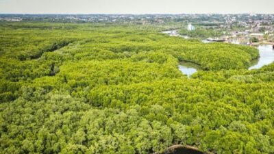 Walhi, Hutan Mangrove