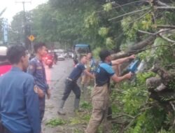 Pohon Tumbang Menimpa Kendaraan di Kelapa Dua Tangerang