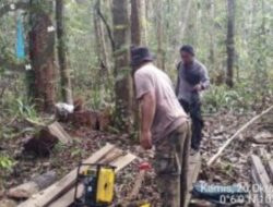 Pelaku Perambahan Liar di Wilayah Riau Ditangkap