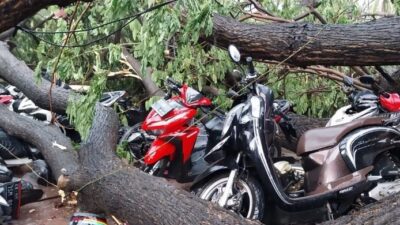 Pj Gubernur DKI Minta Distanhut Mencegah Pohon Tumbang