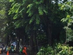 Sebanyak 20 Titik Terjadi Pohon Tumbang, BPBD DKI, PLN dan Gulkarmat Melakukan Hal Ini
