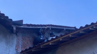 Warga Kedungjaya Bogor Tewas Usai Diantup Tawon