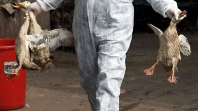 Akademisi: Virus Flu Burung Mudah Mati dengan Pemanasan