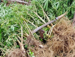 Salut, Polda Sumut Temukan Kebun Ganja Pakai Alat Canggih Milik BRIN