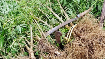 Salut, Polda Sumut Temukan Kebun Ganja Pakai Alat Canggih Milik BRIN