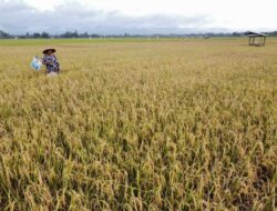 Pemakaian Pestisida Sintetis Dinilai Berdampak Buruk Bagi Tanaman