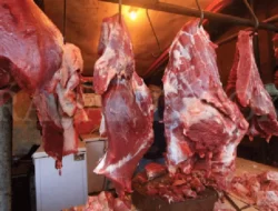 Mentan Upayakan Harga Daging Sapi Rp50 Ribu Per KG untuk Kesejahteraan Peternak