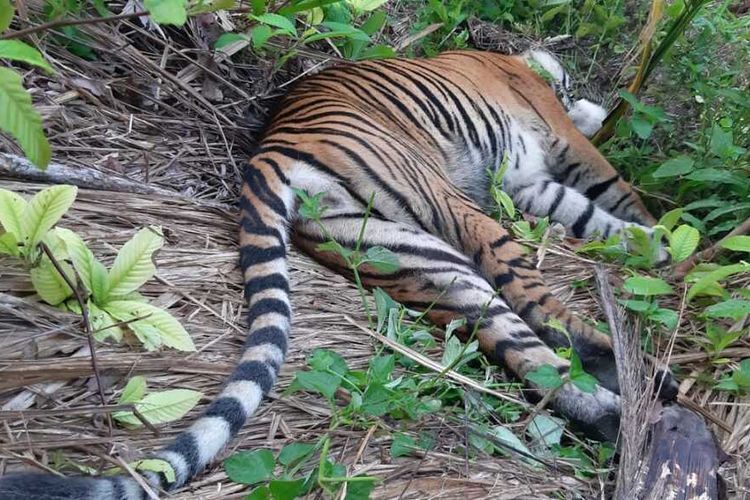 Kulit Harimau