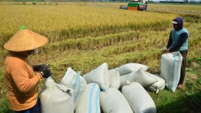 Program Cetak Sawah Seluas 100.000 Hektar Siap Diolah di Kalimantan Tengah