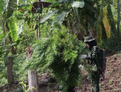BNN Temukan Ribuan Batang Tanaman Ganja di Pegunungan Aceh Besar