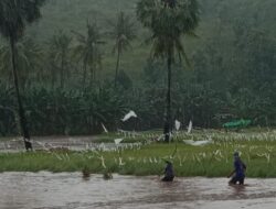 Banjir di Kampung Gunungbatu Sukabumi Rendam Ratusan Hektar Sawah