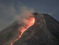 Sepekan Terakhir, Gunung Merapi Keluarkan 144 Kali Guguran Lava