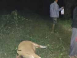 Harimau Serang Sapi Milik Warga Desa Gajah Makmur Bengkulu