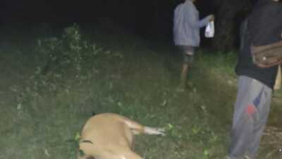 Harimau serang sapi
