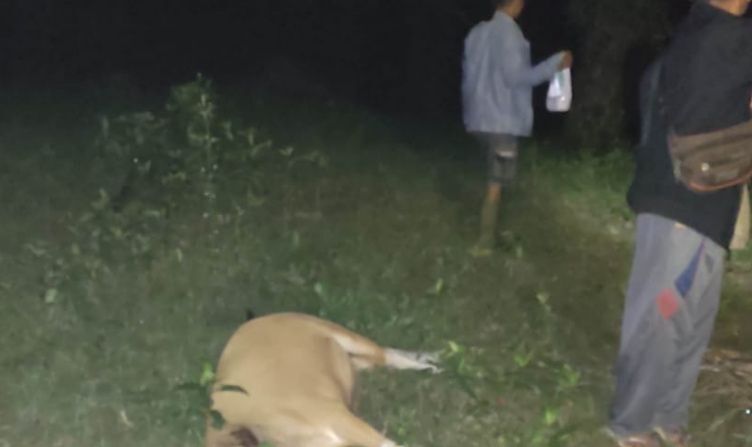Harimau serang sapi