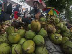 Permintaan Kelapa Muda di Lebak Banten Meningkat Selama Bulan Ramadhan