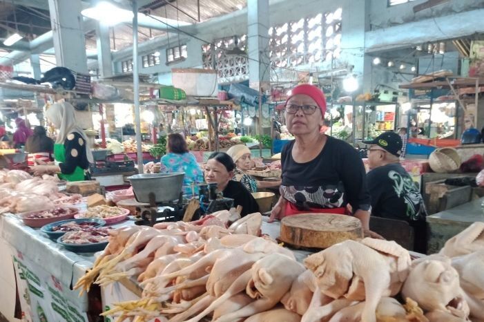 Daging Ayam, ayam ras