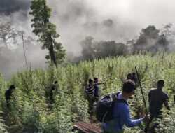 Canggih, Ladang Ganja Bisa Dideteksi Melalui Satelit Oleh BRIN, Begini Caranya