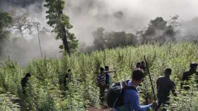 BNN Selidiki 4 Hektare Ladang Ganja di Aceh Besar