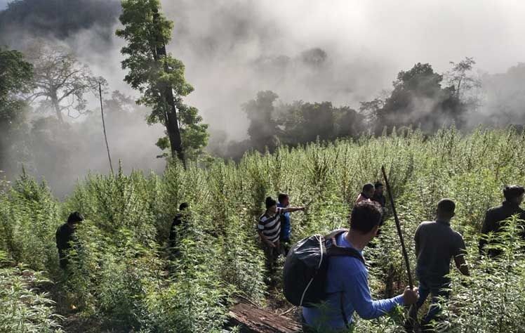 Ladang Ganja