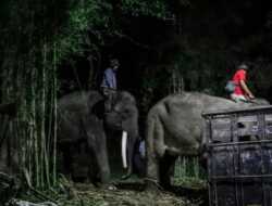 Polres Gianyar Dalami Unsur Kelalaian Pawang Diseruduk Gajah Hingga Tewas