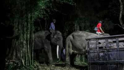 Gajah Sumatera