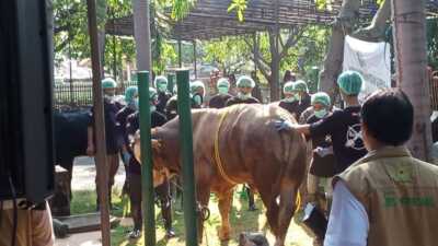 Sebanyak 3.200 Ekor Sapi Impor Sudah Tiba di Tanjung Priok untuk Penuhi Kebutuhan Ramadan dan Idul Fitri 1446 Hijriah