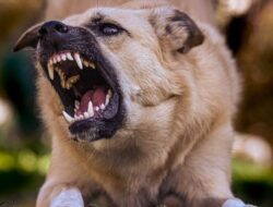 Lima Warga Kalbar Tewas Akibat Gigitan Hewan Terjangkit Rabies