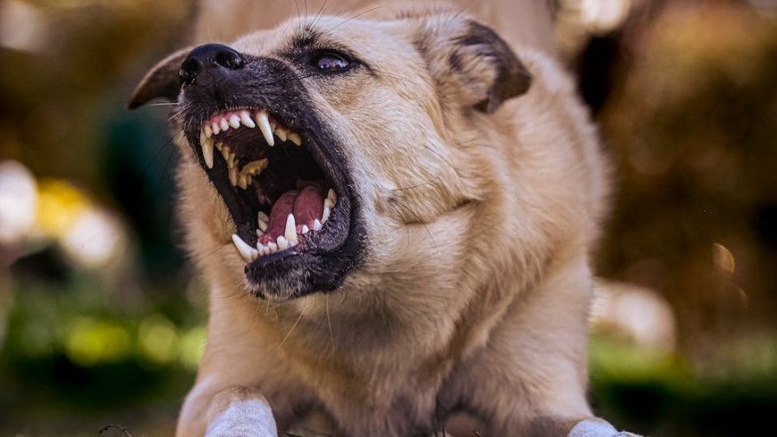 Rabies