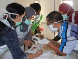 Pentingnya VAR untuk Korban Gigitan Hewan Rabies