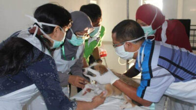 Bila Tergigit Hewan Penular Rabies, Segera Lakukan Hal Ini!