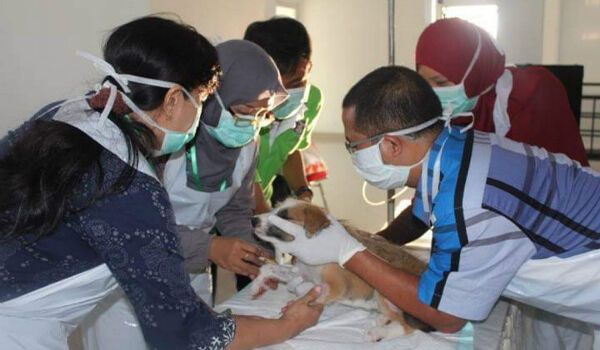 VAR, Rabies