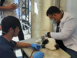 Cegah Penyebaran Rabies, Karantina Pertanian Batam Tolak Masuknya Kucing