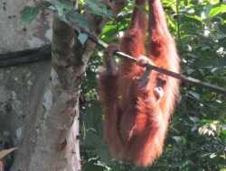BKSDA Cari Orang Utan yang Terjebak Karhutla di Ketapang Kalbar