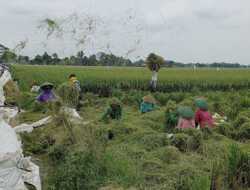 Stok Pangan di Banjarnegara Dipastikan Aman saat Musim Kemarau
