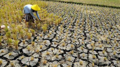 Ekonom Ingatkan Soal Ancaman El Nino di Indonesia, Utamanya Sektor Pertanian