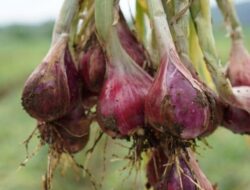 Bawang Merah Bantul Ditetapkan Jadi Komoditas Lumbung Pangan Nasional