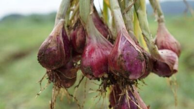 Bapanas Borong 12.500 Ton Bawang Merah dari Petani dengan Alasan Ini