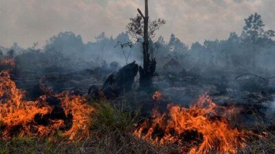 Sebanyak 38 Titik Panas Terdeteksi, 34 Ribu Hektare Hutan dan Lahan di Riau Terbakar