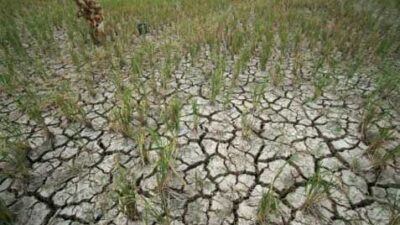 Tiga Cara Jitu Versi BRIN agar Tak Gagal Panen saat El Nino