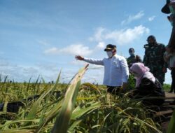DPKP Kalsel Optimis Surplus Ketahanan Pangan Lampaui 1.560 Ton pada Tahun Ini